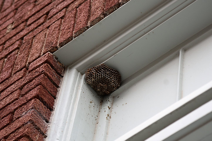We provide a wasp nest removal service for domestic and commercial properties in Westminster Abbey.